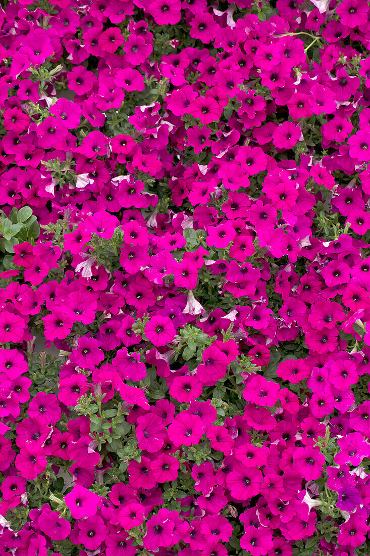 Petunia 'Powerhouse Purple'