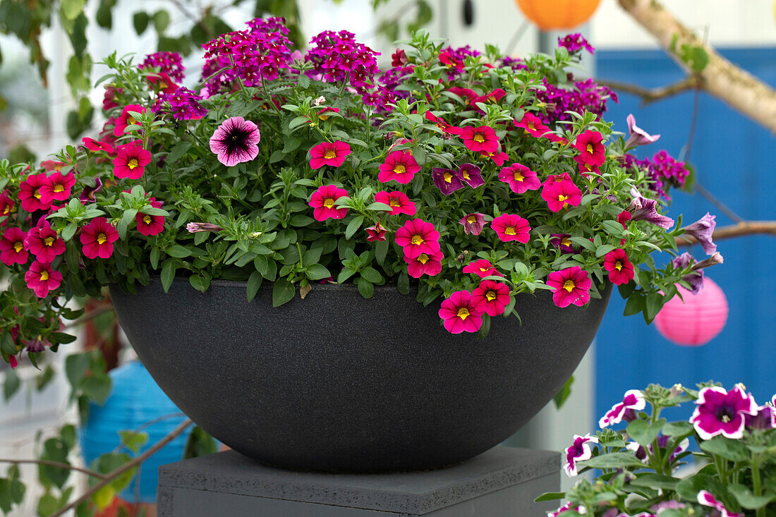 Blumenschale mit Calibrachoa