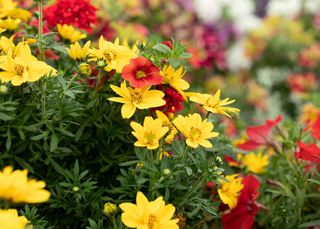 Bidens ferulifolia 'Giant Sun Louis'.