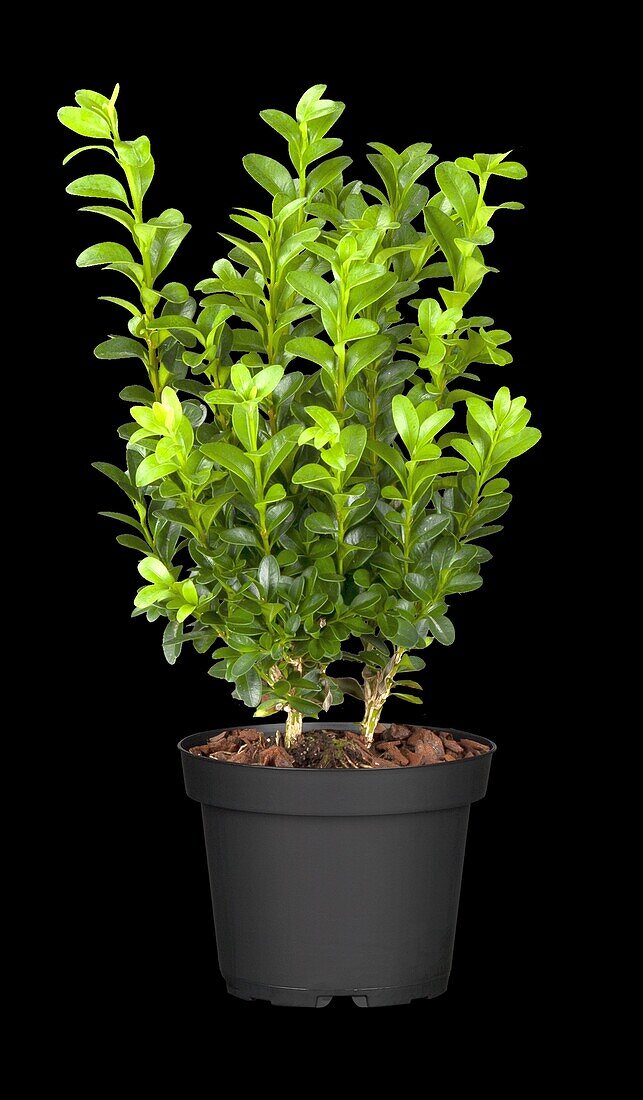 Buxus sempervirens