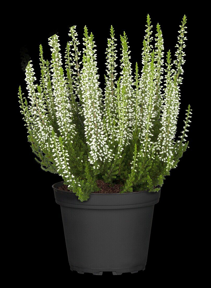 Calluna 'Beauty Ladies'®