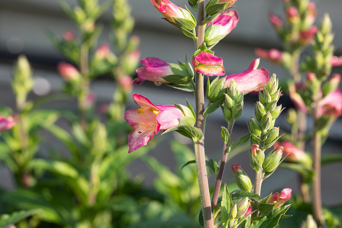 Digiplexis 'Berry Canary'