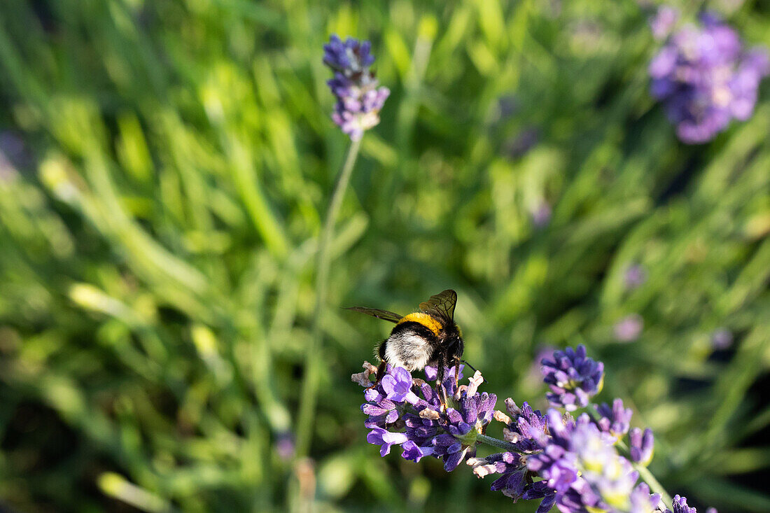 Lavandula ,Blue Spirit Purple Blue'