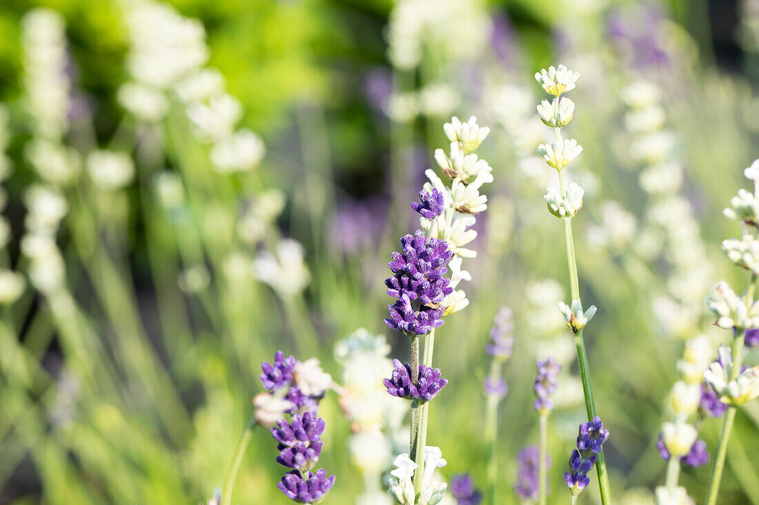 Lavandula angustifolia "Duo Blue White