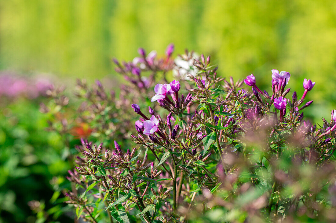 Phlox ,Early® Purple Pink Eye'