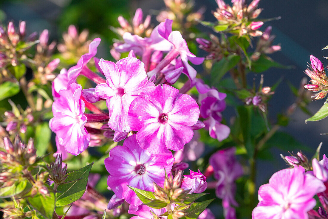 Phlox 'Early® Cerise