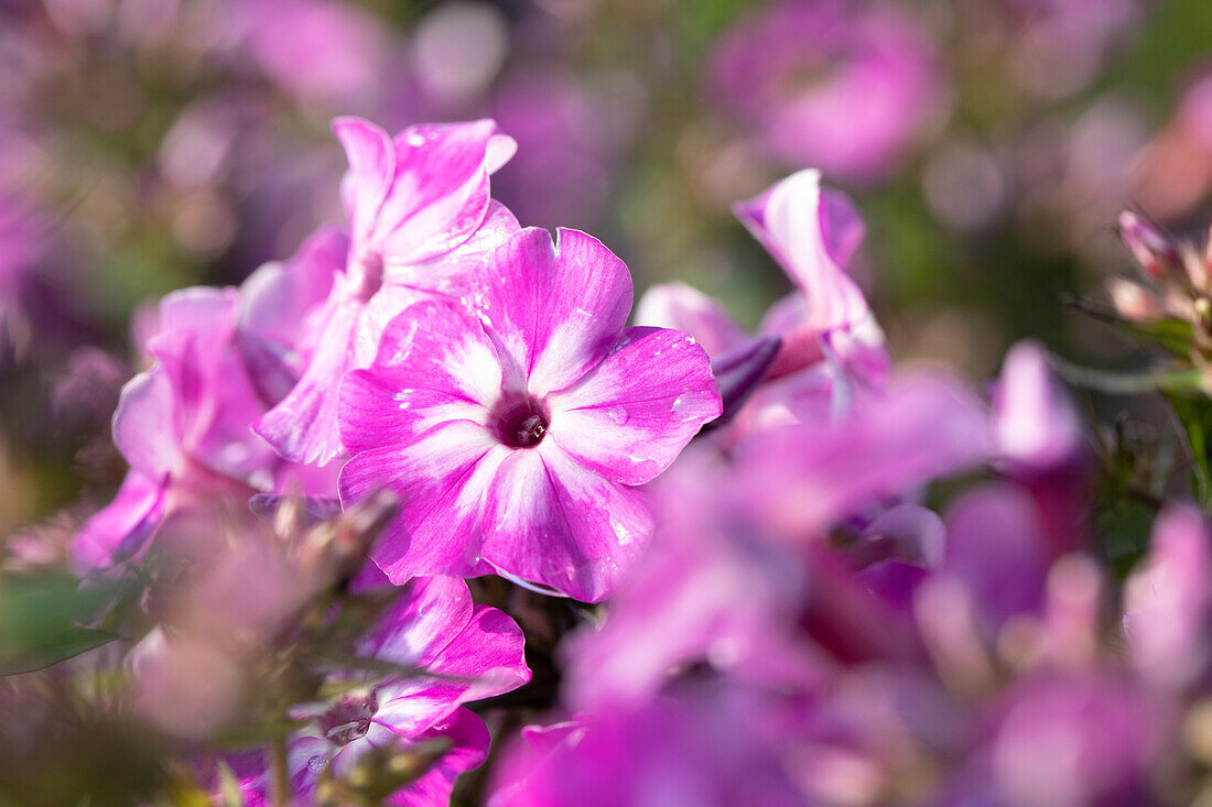 Phlox ,Early® Cerise'