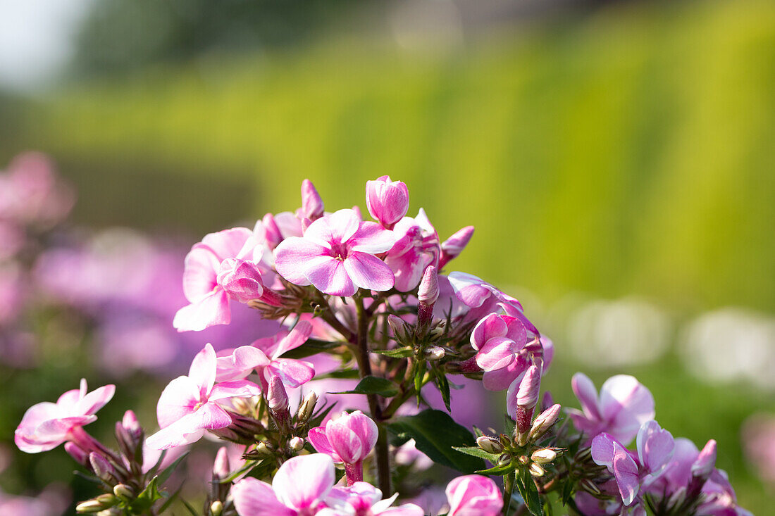 Phlox ,Early® Pink Candy'