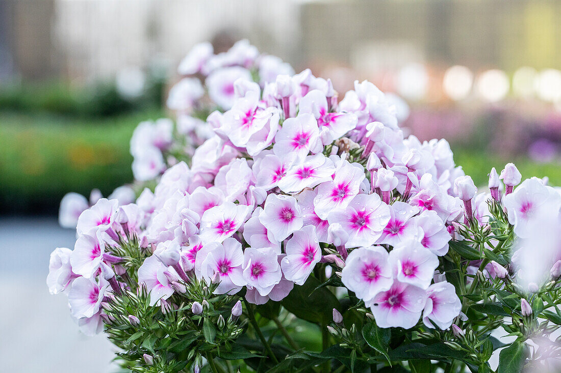 Phlox ,Flame Pro Soft Pink'