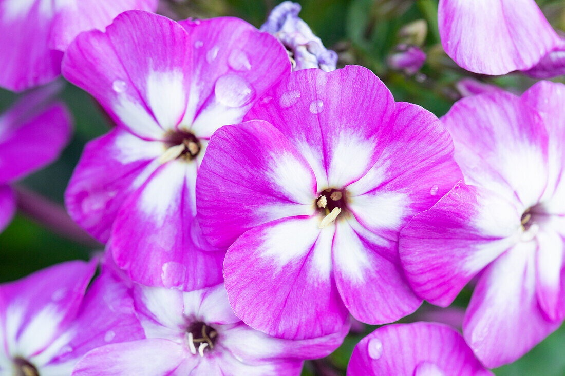 Phlox ,Flame Pro Violet Charme'