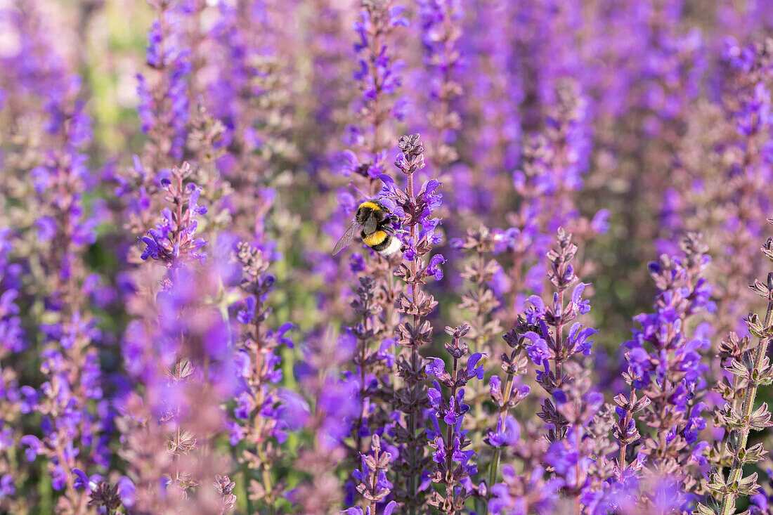 Salvia nemorosa 'Spring King'