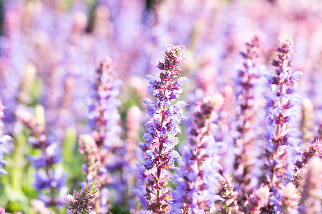 Salvia nemorosa 'Salute® Ice Blue'