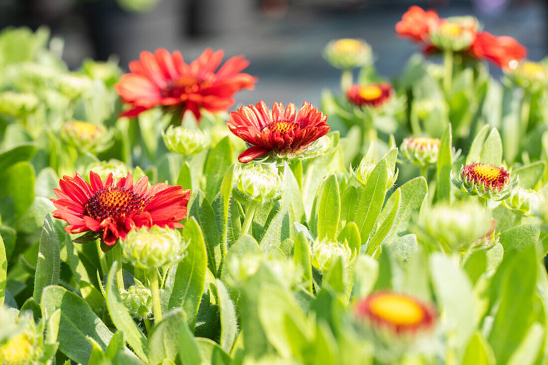 Gaillardia aristata SpinTop 'Red'