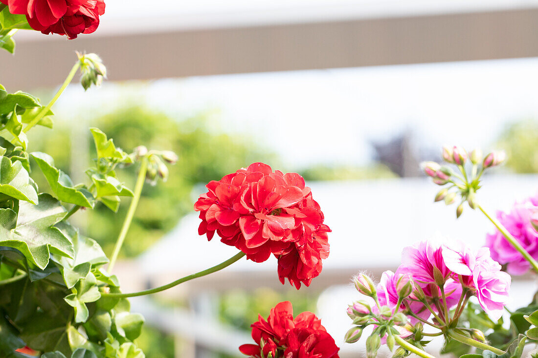 Pelargonium Peltatum ,Great Balls of Fire Velvet Red'