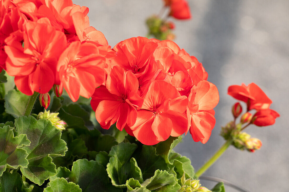 Pelargonium zonale 'Survivor Idols Bright Red'