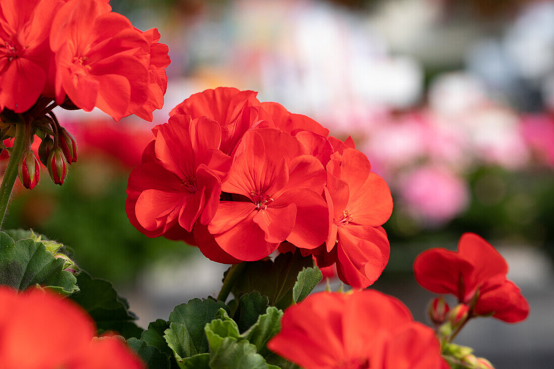 Pelargonium zonale 'Survivor Idols Bright Red'