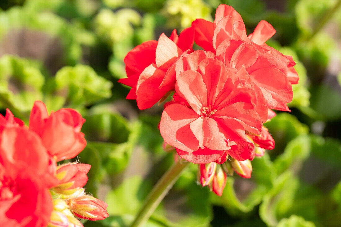 Pelargonium zonale Summer Idols® 'True Red 2016'