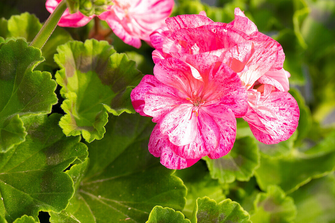 Pelargonium "Survivor Idols Pink Batik