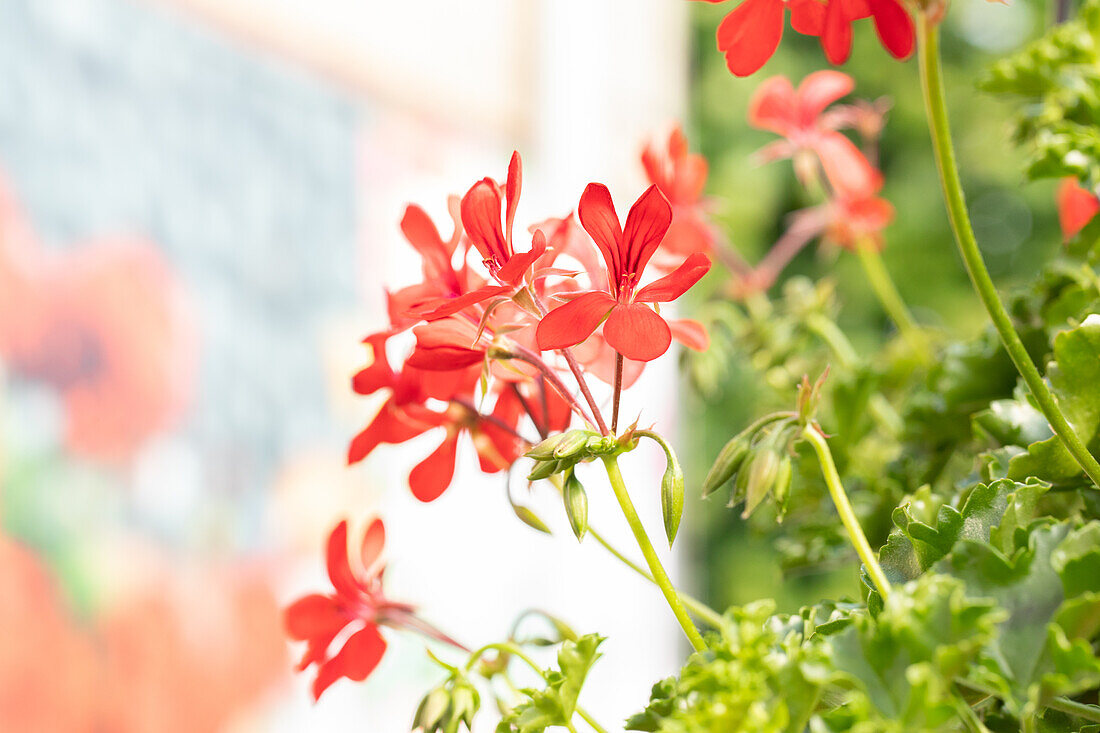 Pelargonium peltatum ,Grand Idols Red'