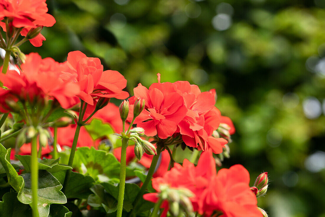 Pelargonium peltatum ,Atlantic Fire'