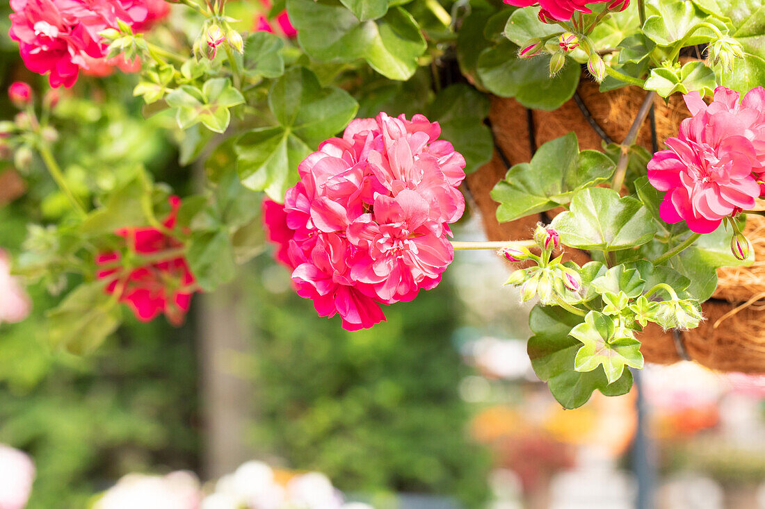 Pelargonium peltatum ,Atlantic Violet'