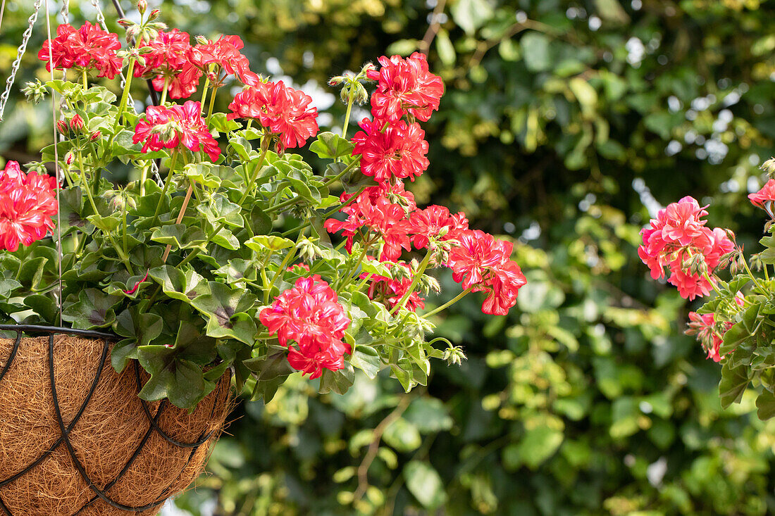 Pelargonium peltatum "Atlantic Red Star