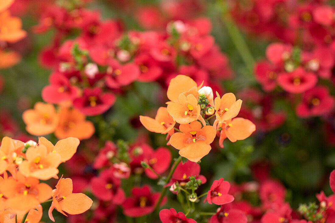 Diascia barberae 'Piccadilly® Salmon´19'