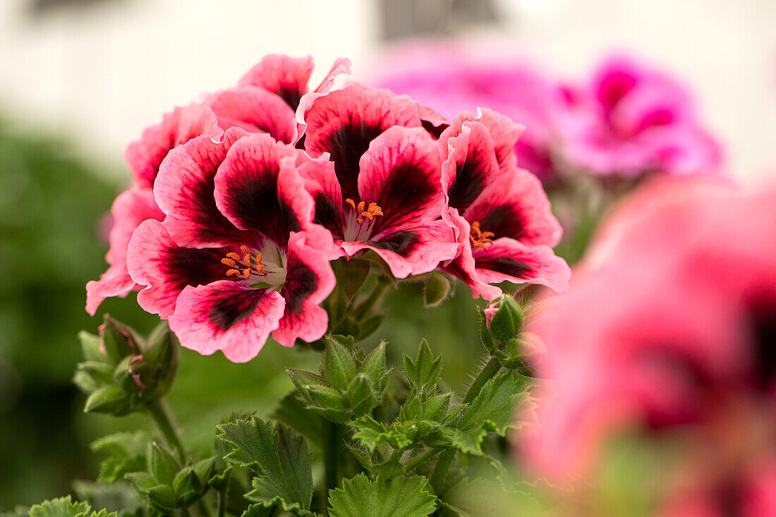 Pelargonium grandiflorum 'IRTA Novita Classic® Salmon Black Eye'