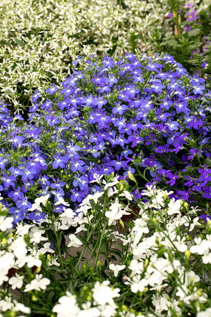 Lobelia 'Curaçao®'