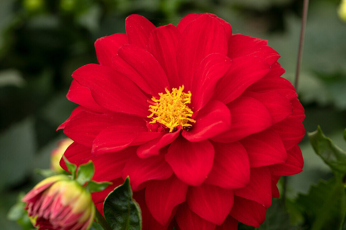 Dahlia DALINA® Maxi 'Topia'(s)