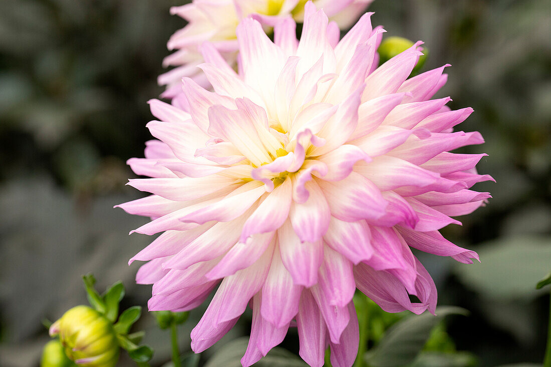 Dahlia DALINA® Maxi Salinas