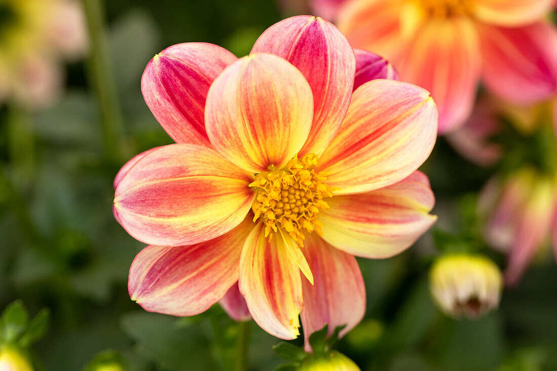 Dahlia 'DALAYA Shari'