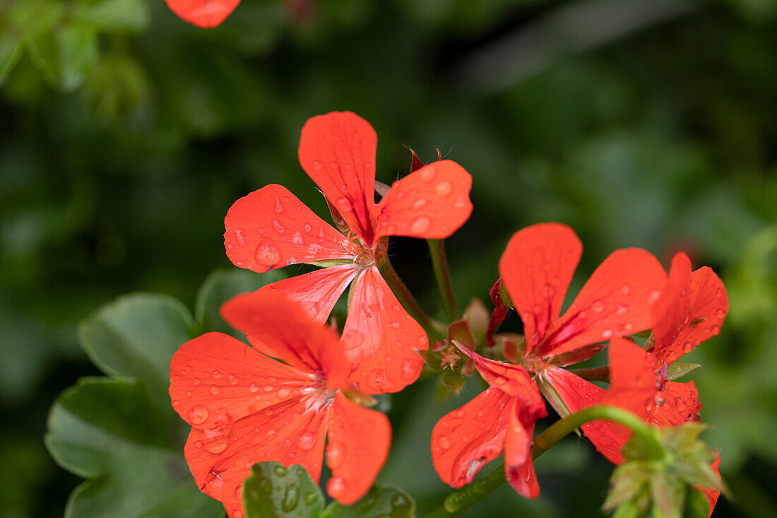 Pelargonium peltatum 'Royal® Single Orange'