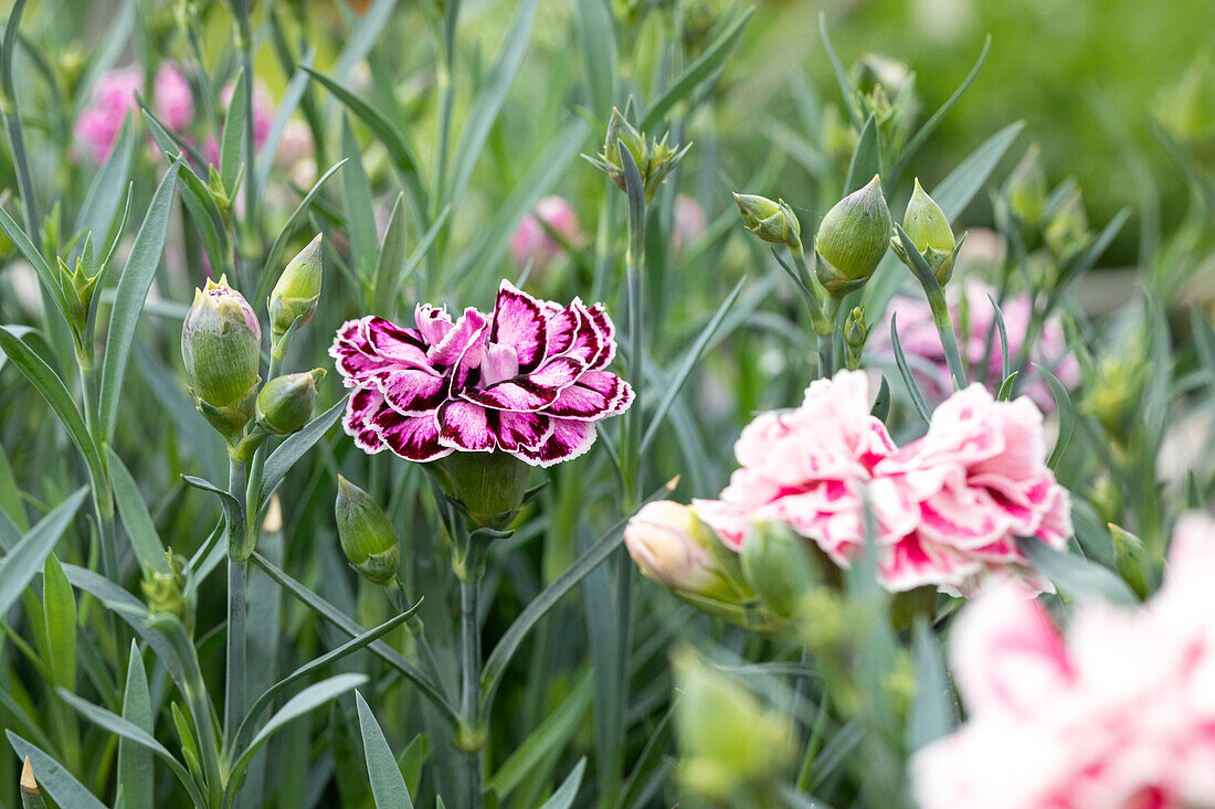 Dianthus caryophyllus Capitán® 'Diaz'