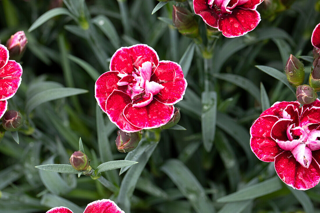 Dianthus caryophyllus Capitán® 'Colón'