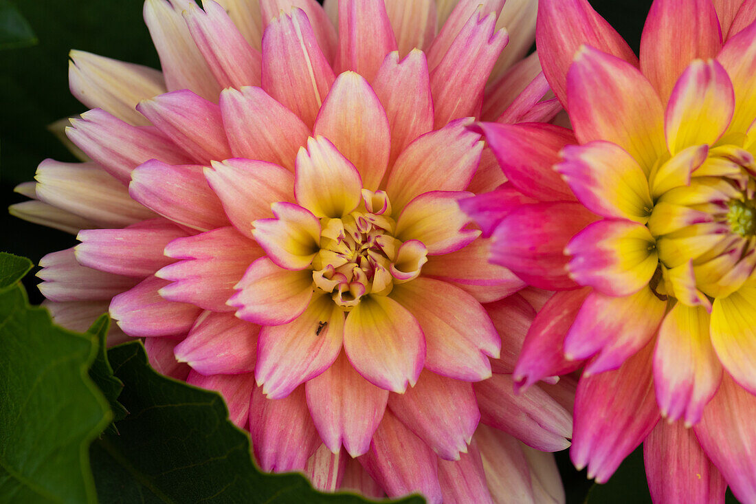 Dahlia "XXL Sunset