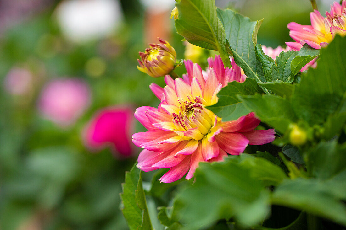 Dahlia 'XXL Sunset