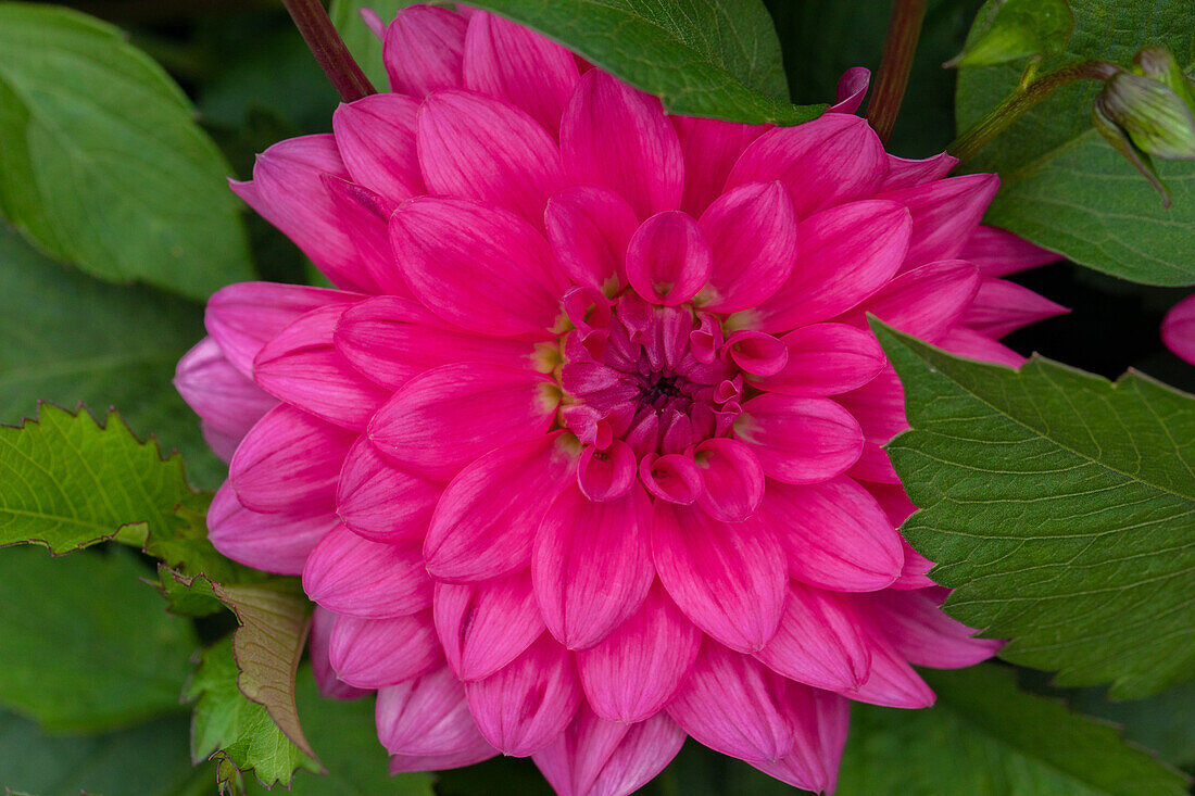 Dahlia 'XXL® Chiapas'