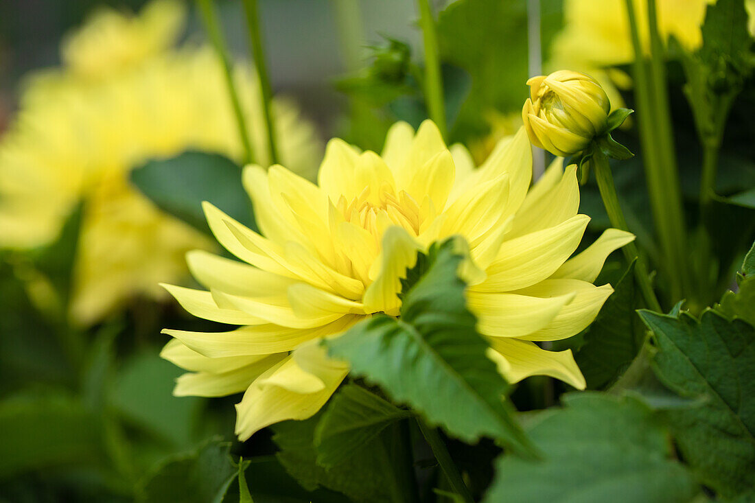 Dahlia 'XXL® Durango' Dahlia