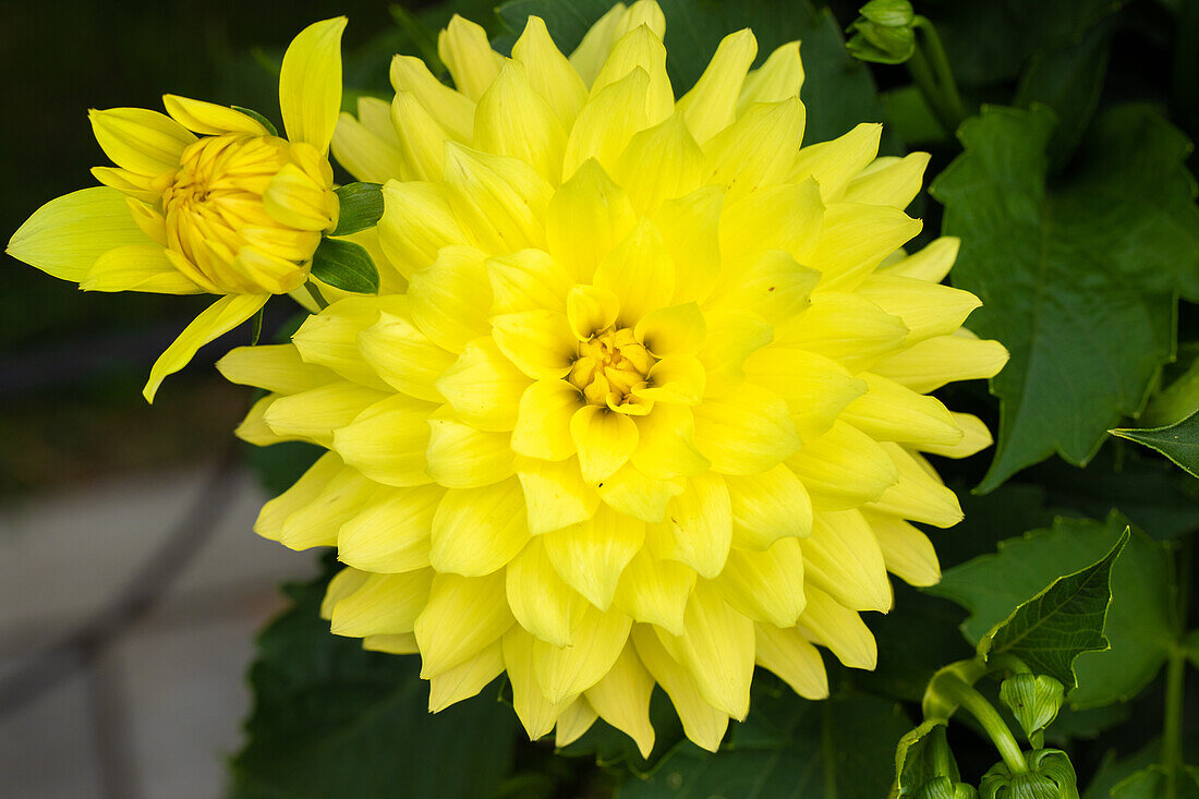 Dahlia 'XXL® Durango'