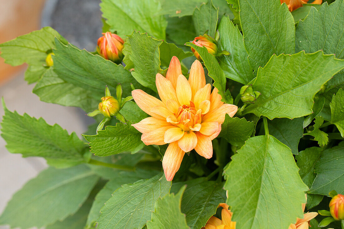 Dahlia 'XXL® Hidalgo' Dahlia