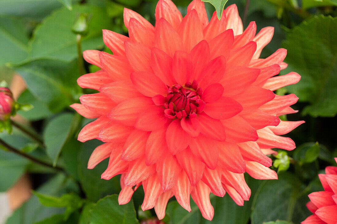 Dahlia 'XXL® Alamos