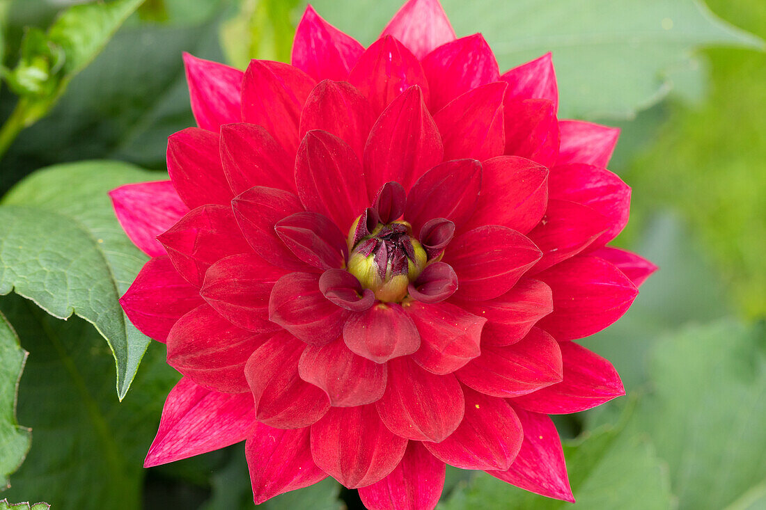 Dahlia 'XXL® Taxco' Dahlia