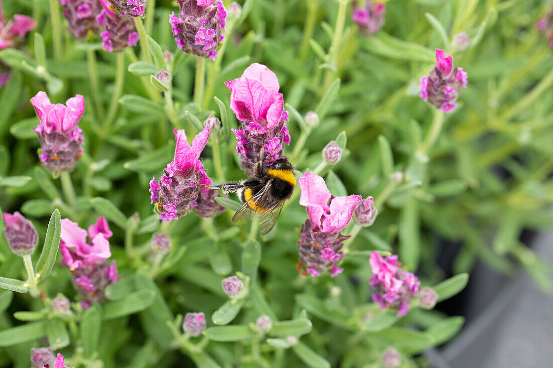 Lavendula ,Papillon Deep Rose'