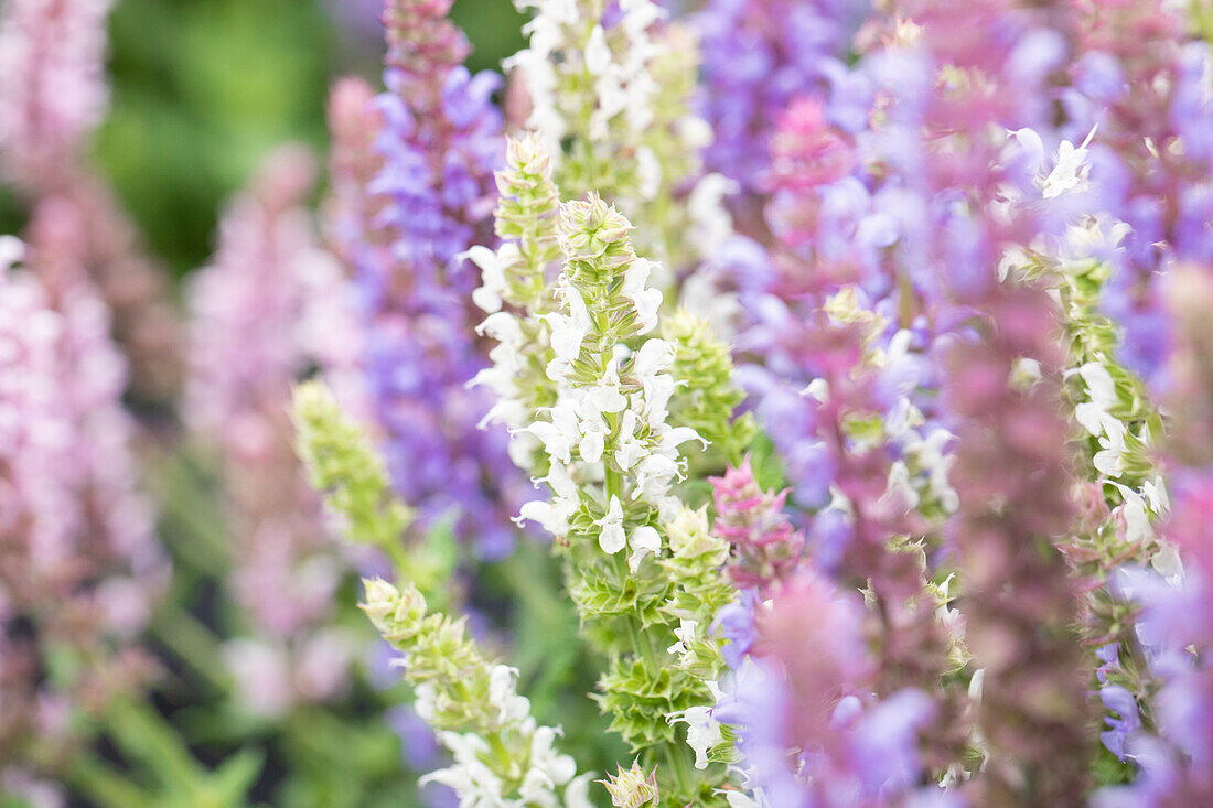 Salvia nemorosa Salute® Confetti Garden 'La Salute'