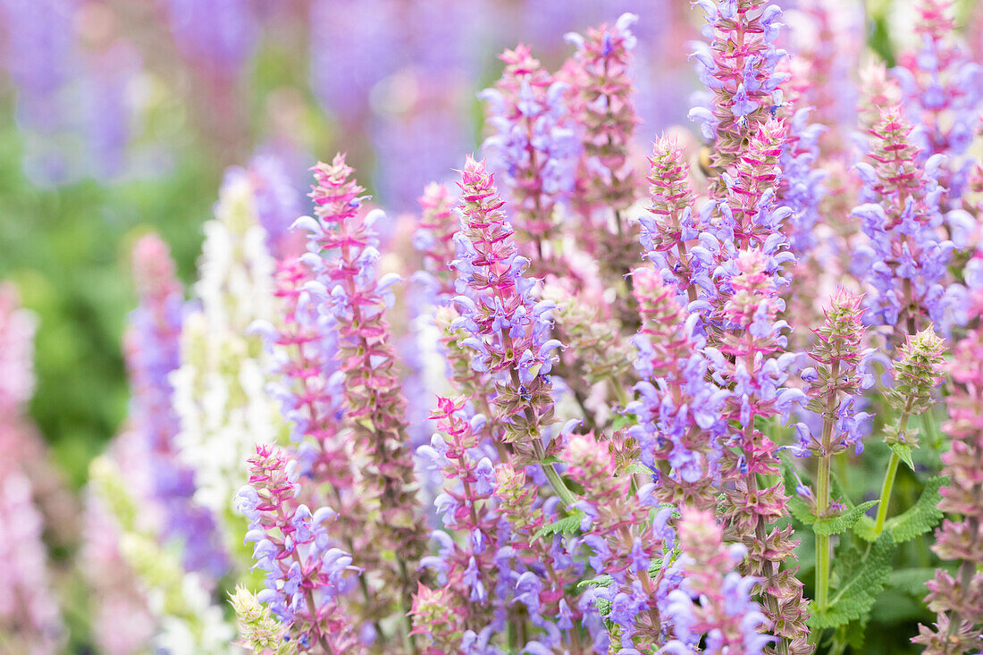 Salvia nemorosa Salute® Confetti Garden™ 'La Salute'