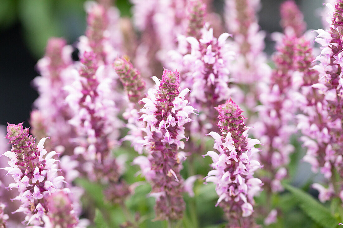 Salvia nemorosa Salute® Light Pink