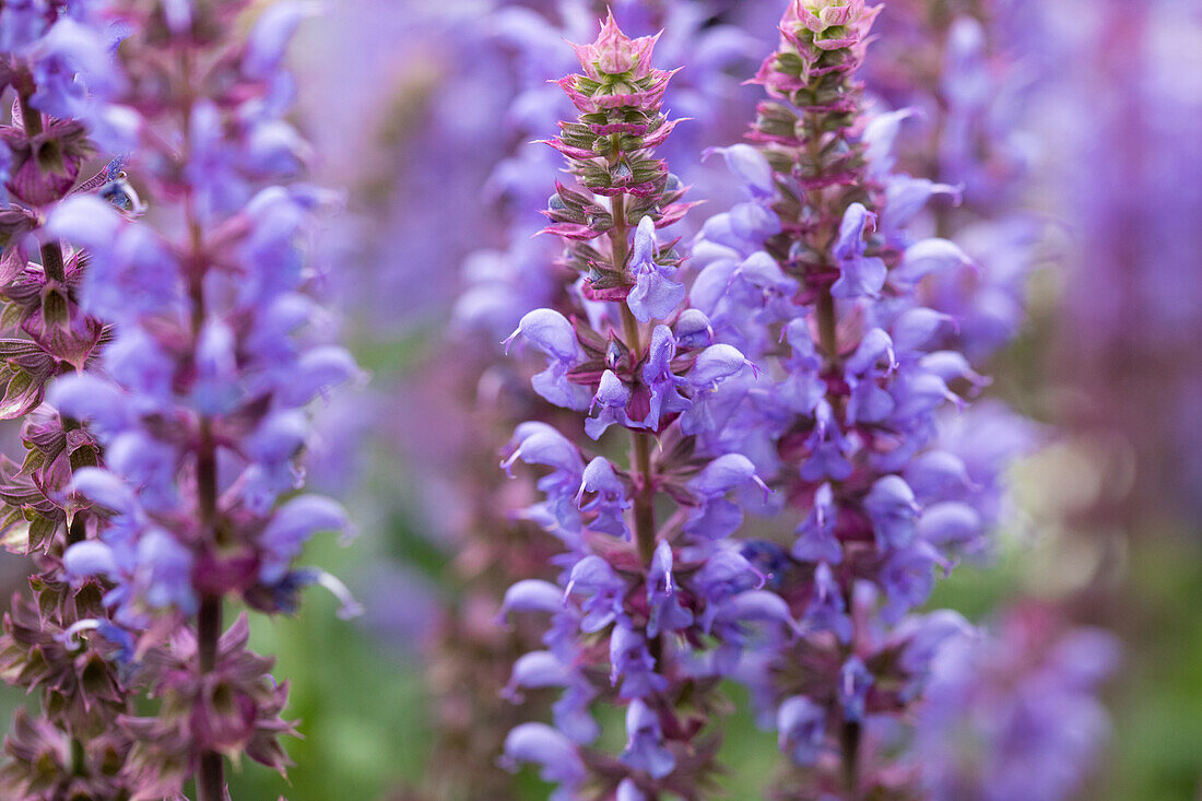 Salvia nemorosa 'Salute® Ice Blue'