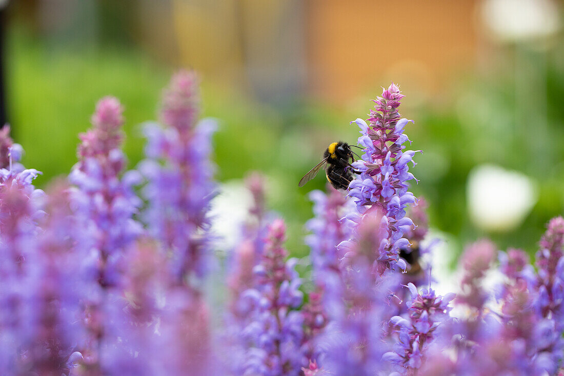 Salvia nemorosa Salute® Ice Blue