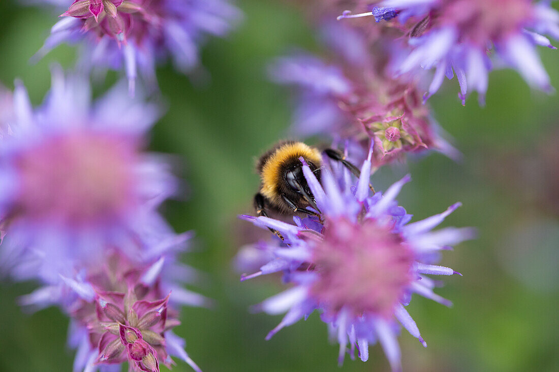 Salvia nemorosa 'Salute® Ice Blue'